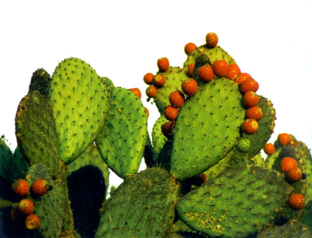 a cluster of orange berries on a prick