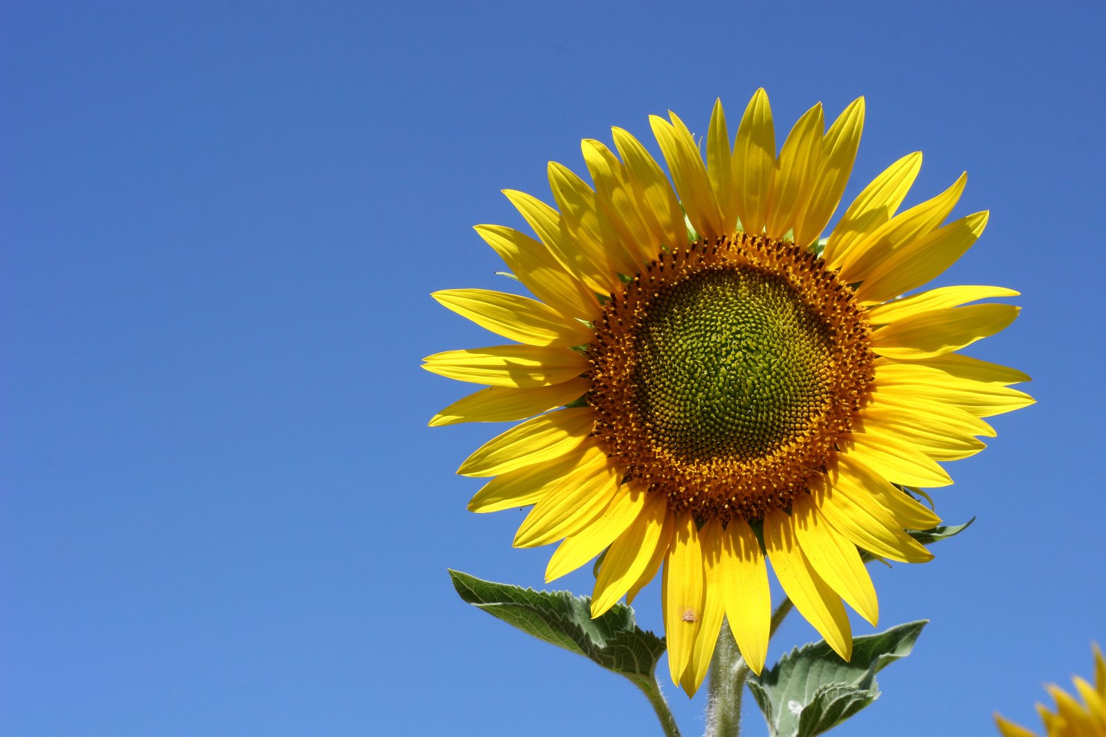 a sunflower with the center blossoming on it