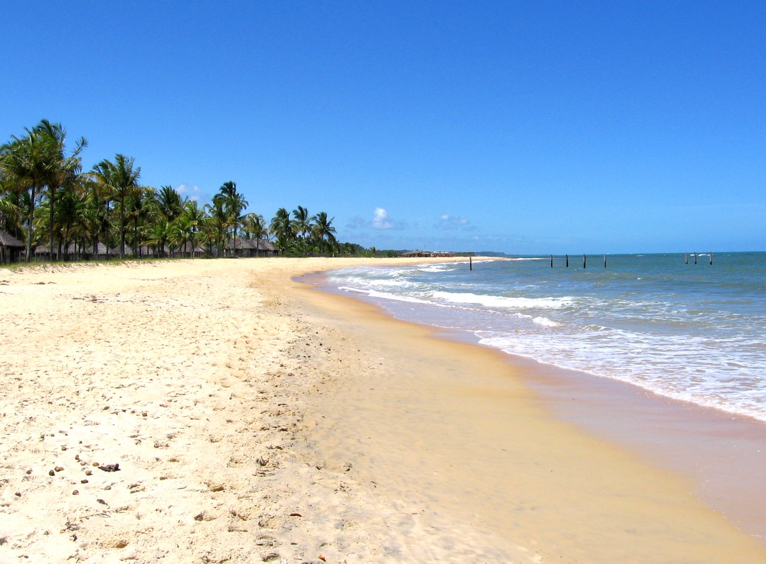 a sandy beach has palm trees along the edge