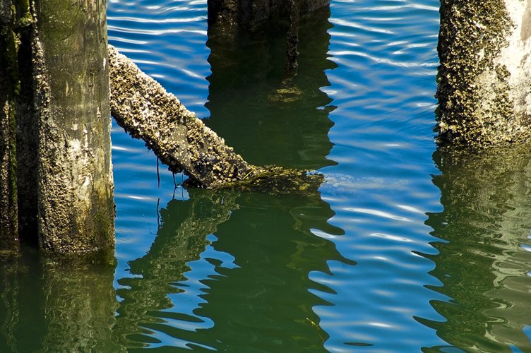 wood supports sticking out of the water, on the edge of the dock