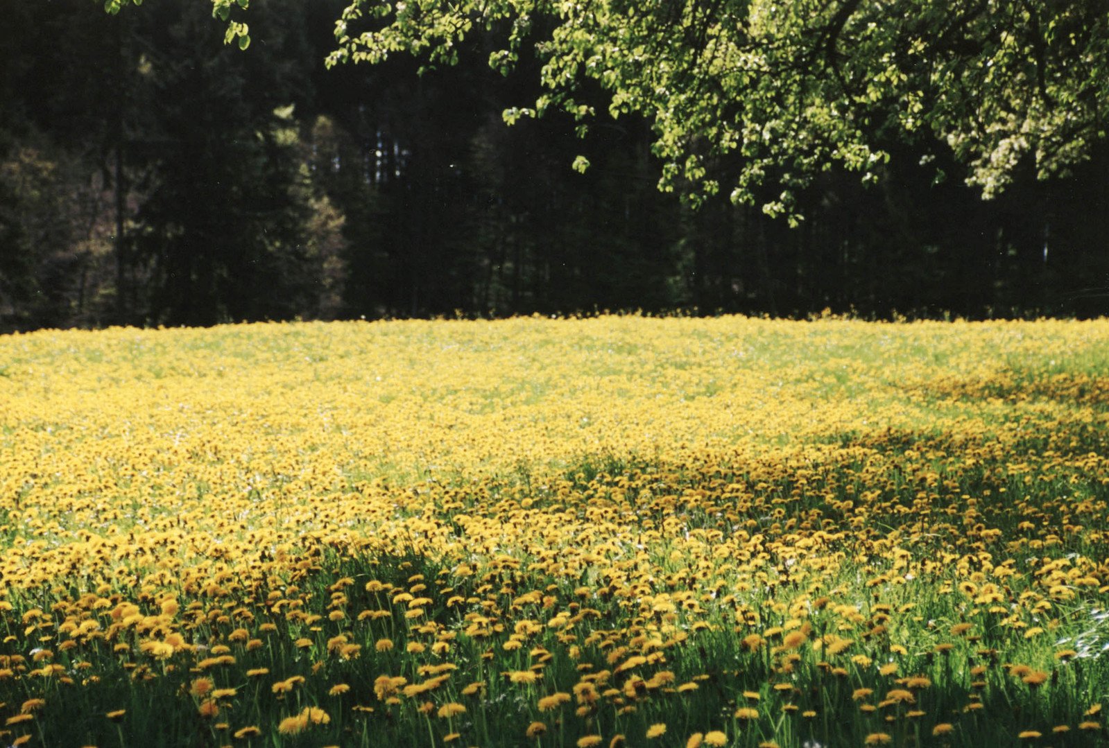 a large field full of yellow flowers with trees in the background