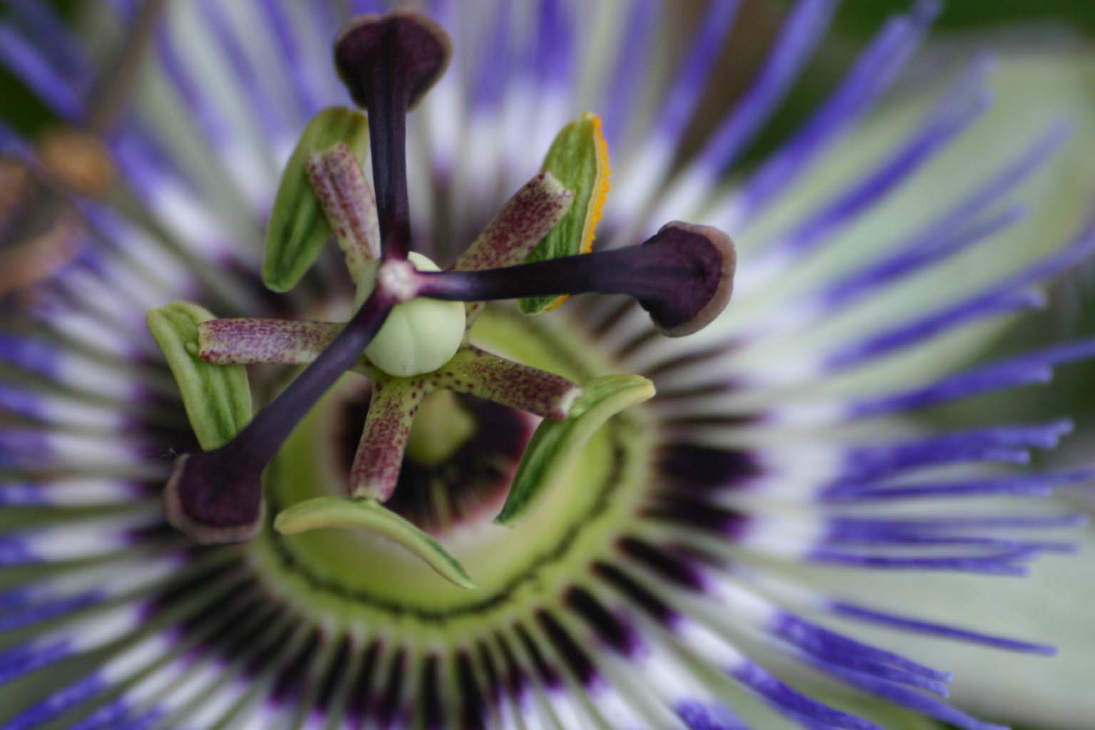 a purple and white flower in a bunch