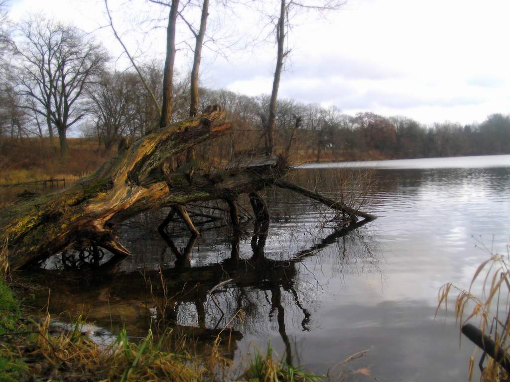 a tree trunk sticking out of the water