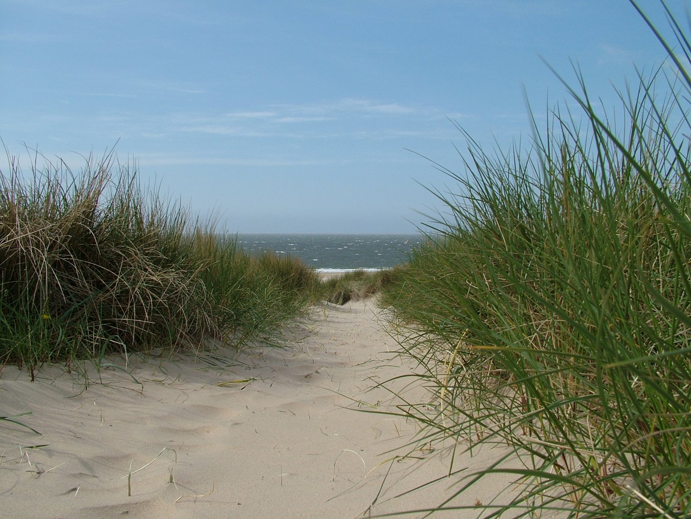 a view of a beach from the sand with grass