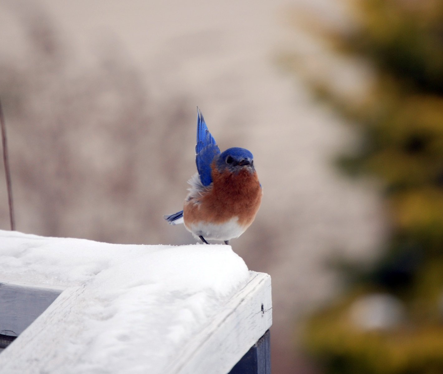 the small blue bird has orange and brown wings