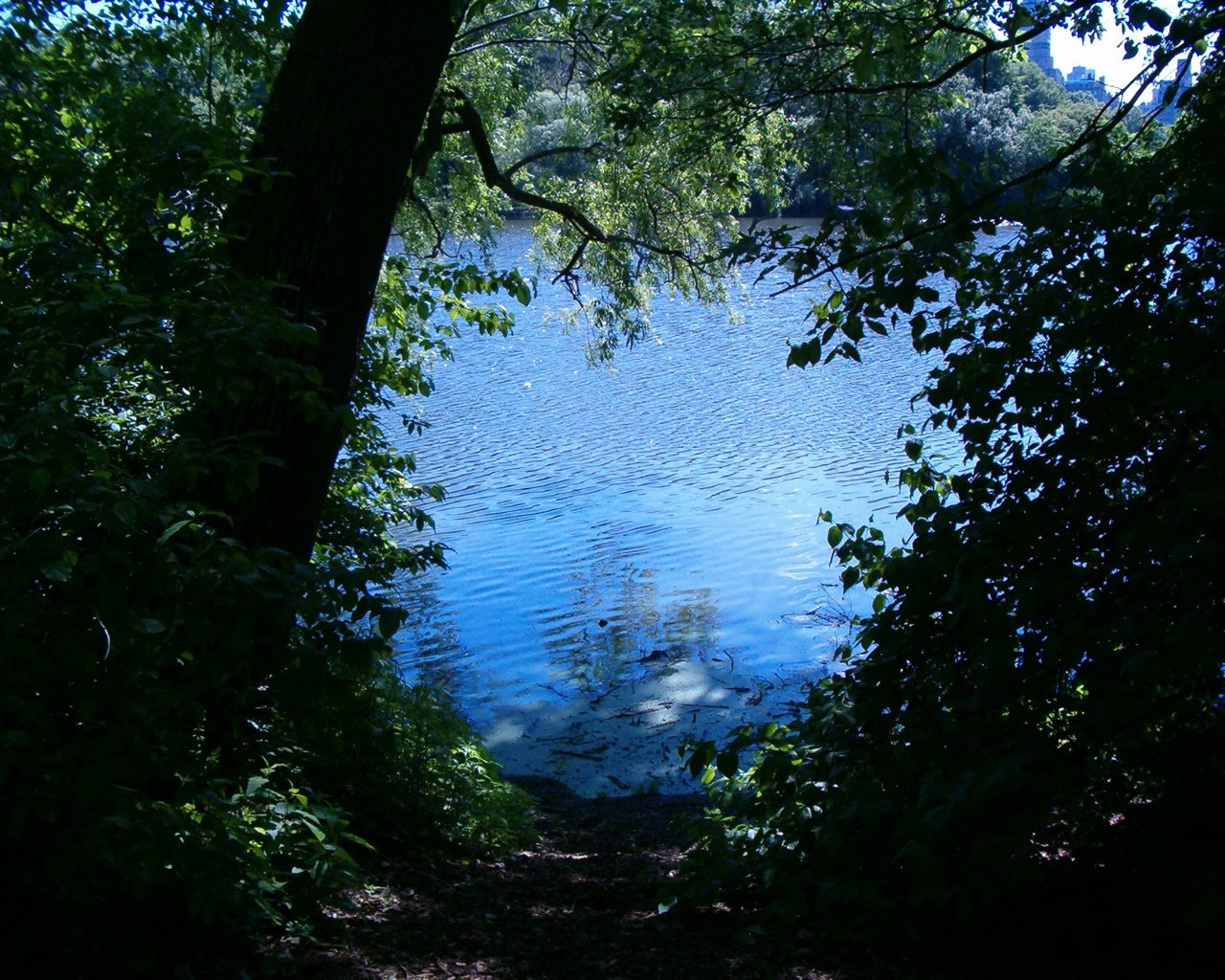 the path passes through a tree lined river bank