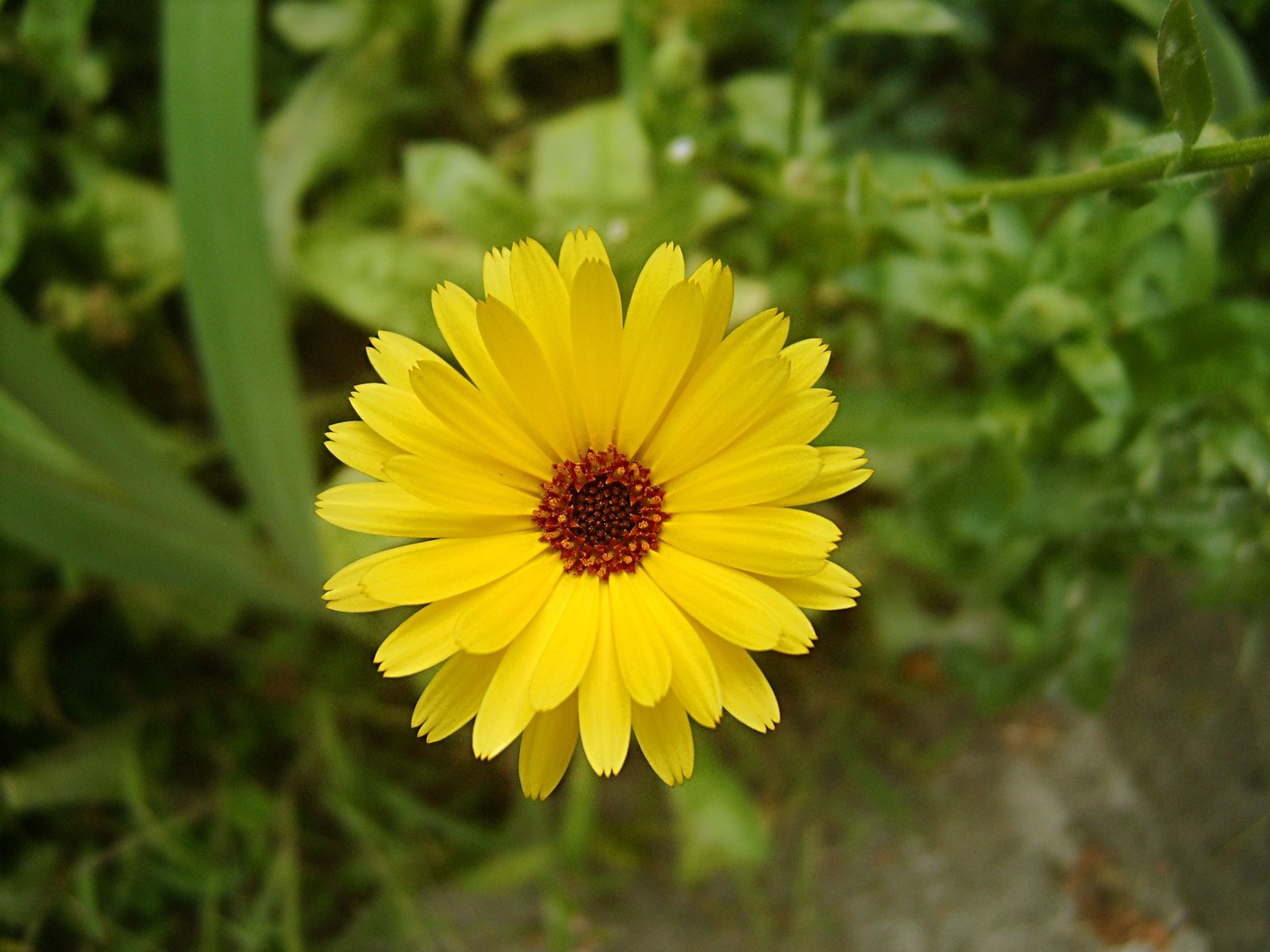 a yellow flower with red stimblings in the middle