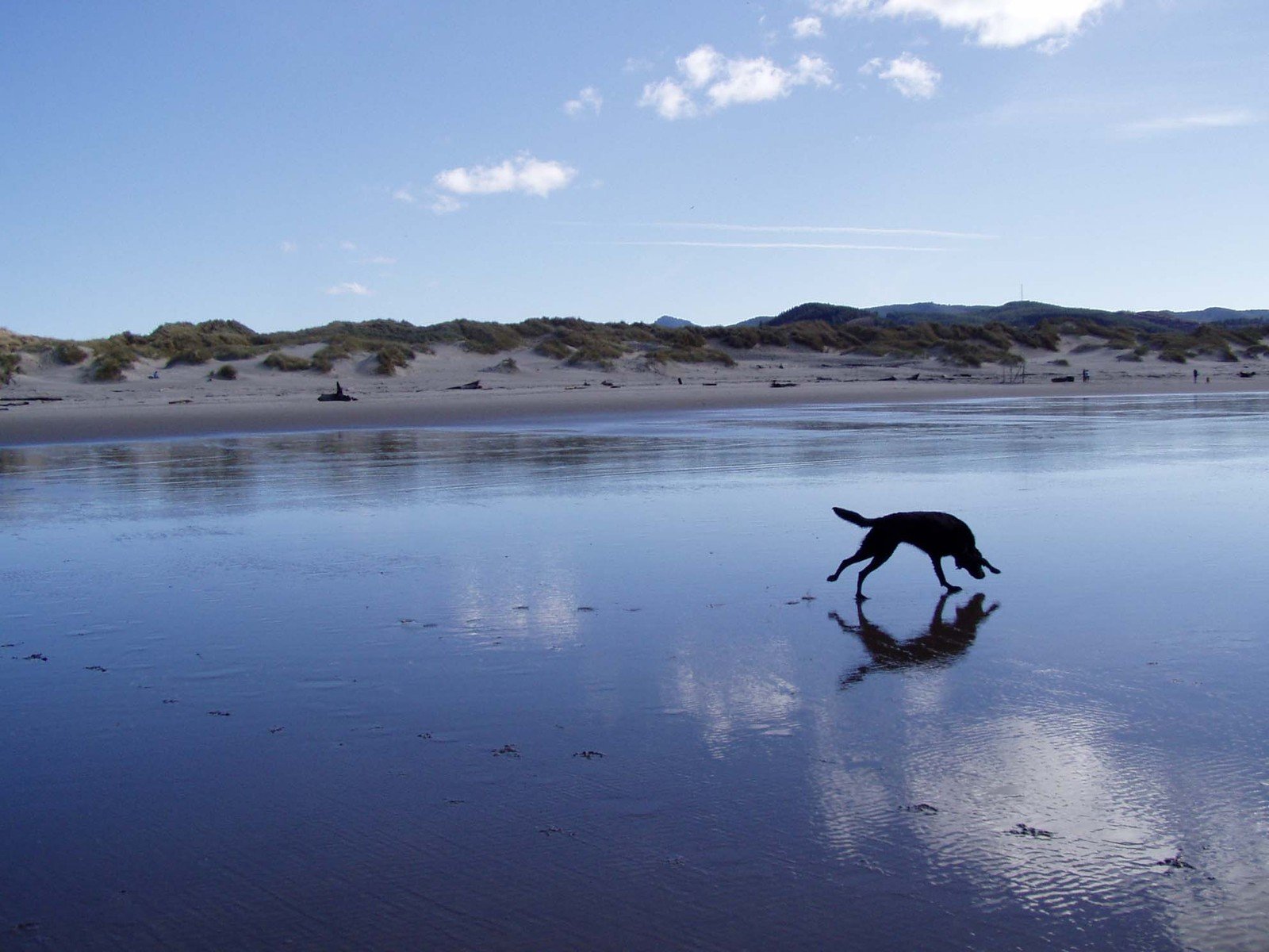 a black dog is in the shallow water of a beach