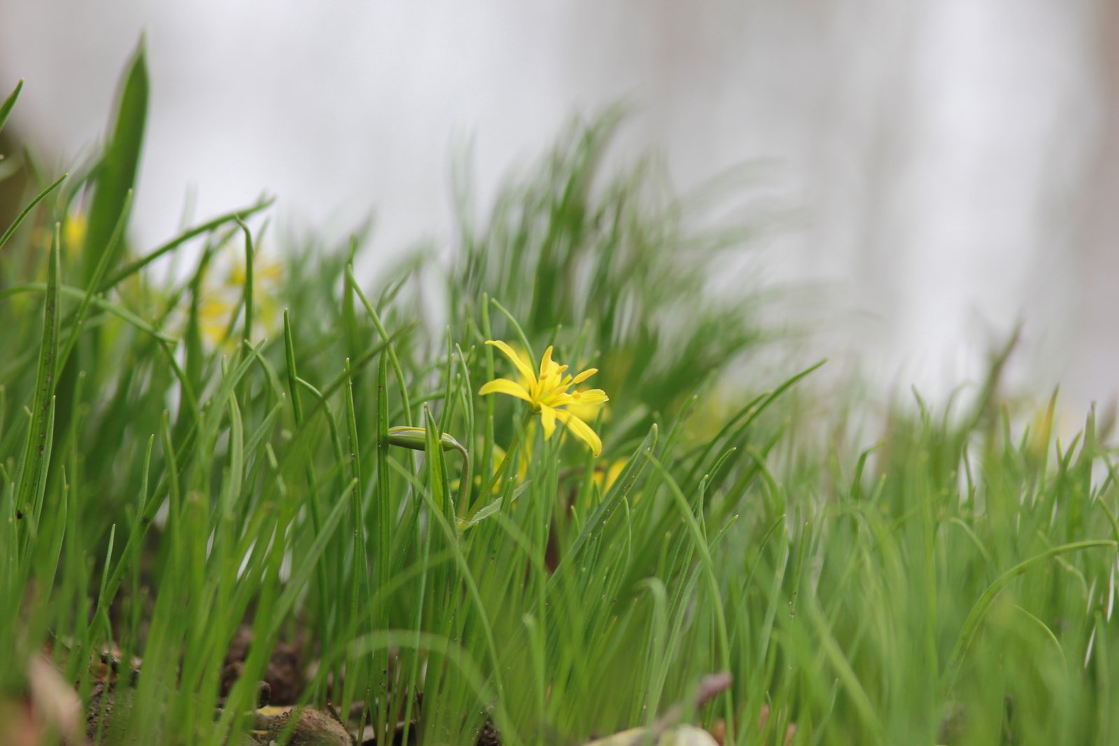 yellow flower in green grass against the gray sky