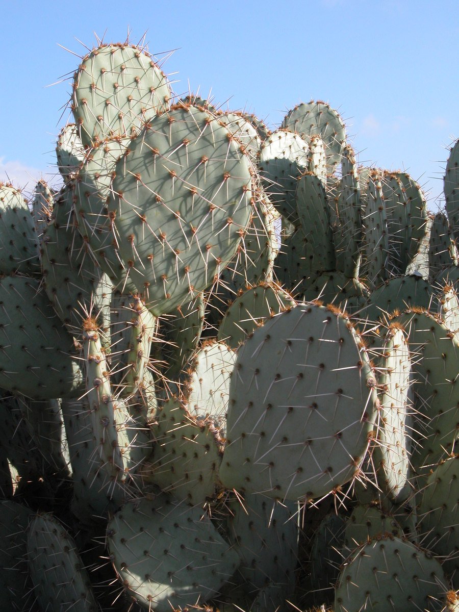 a bunch of cactus that are by a building