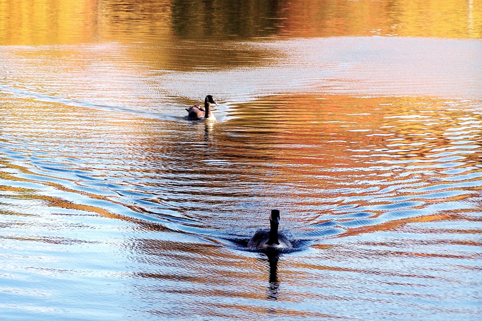 two birds swim in the lake, while surrounded by trees