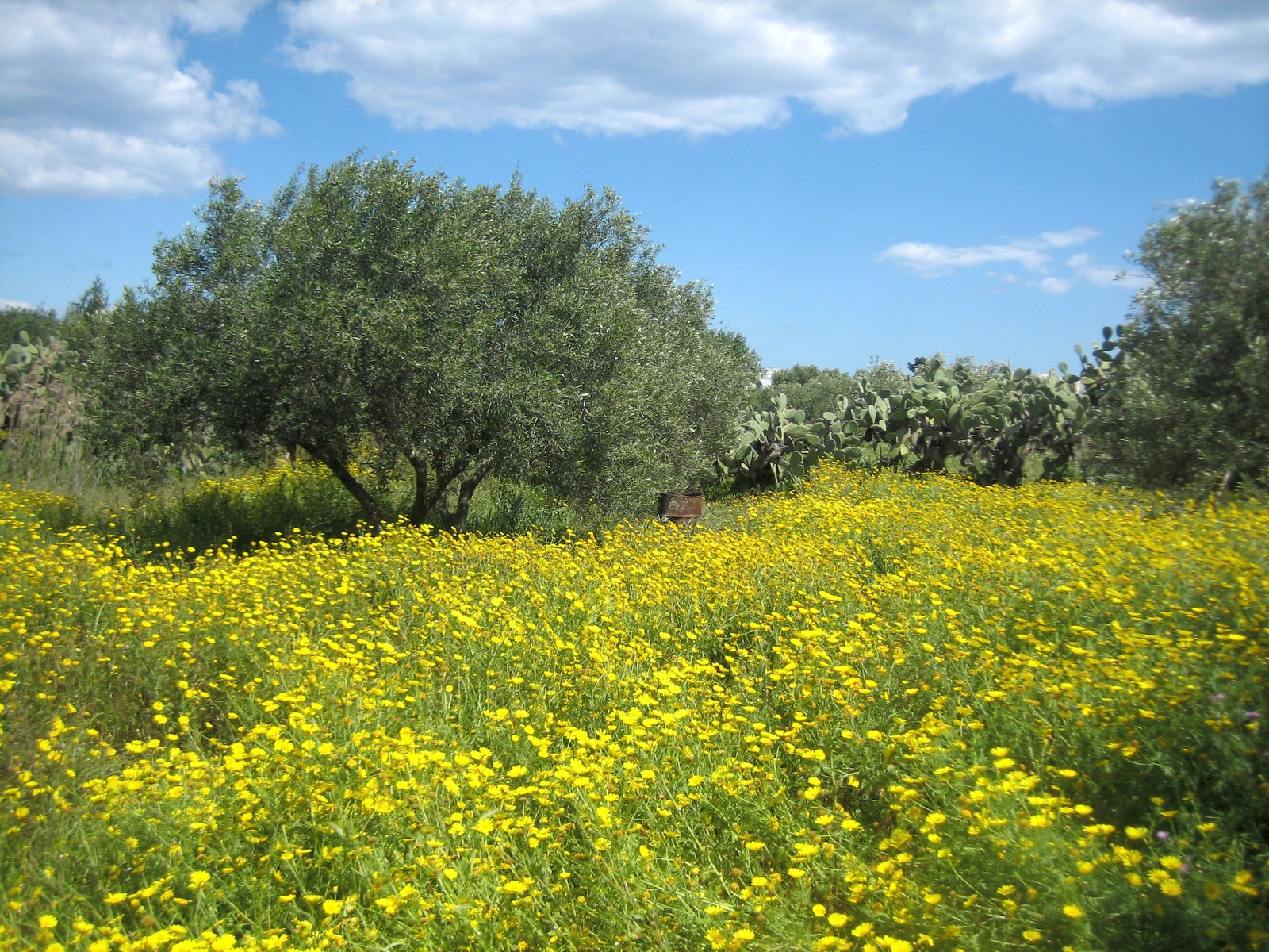 an image of a meadow full of wildflowers