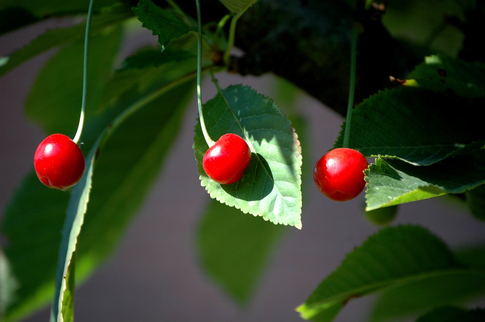 some small red berries hang from the green leaves