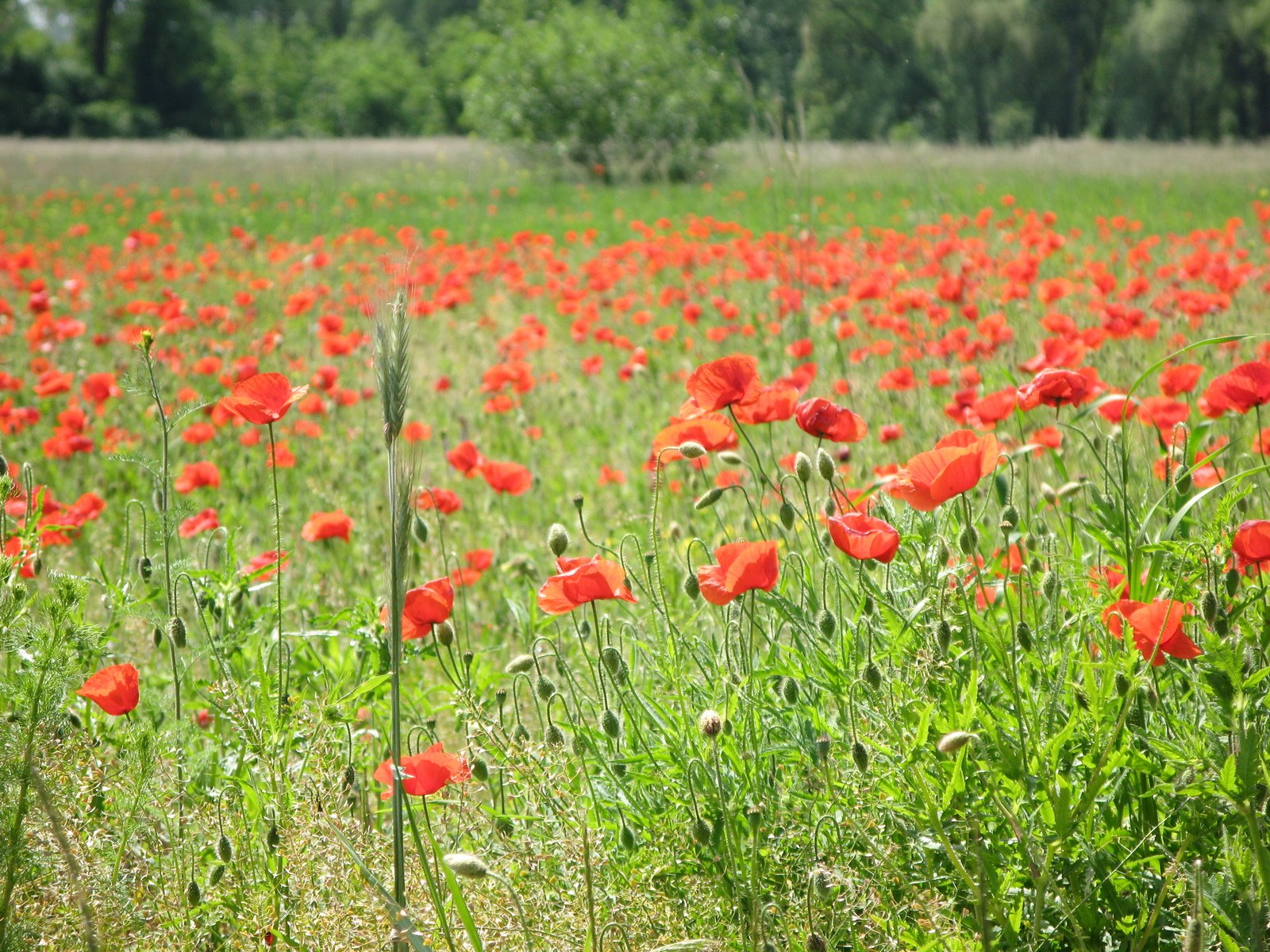 a field with red flowers in the foreground