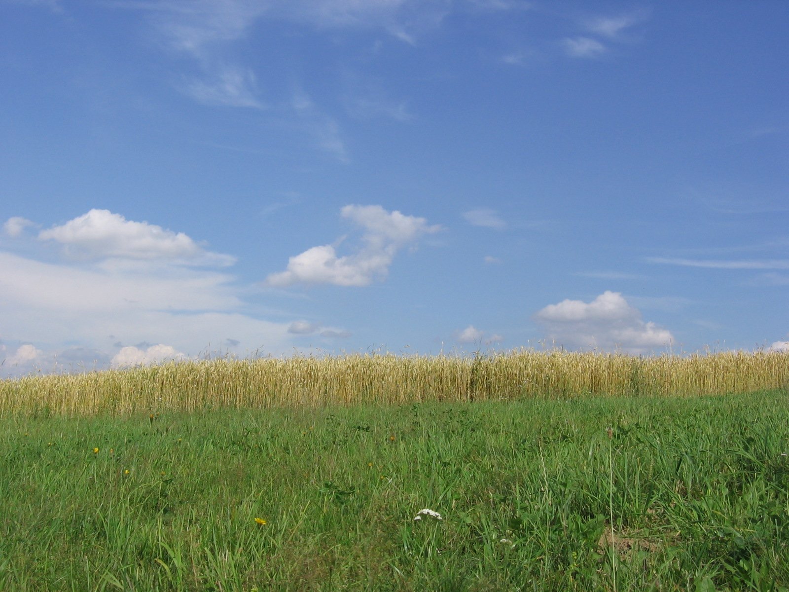 a field with tall grass and a clear blue sky