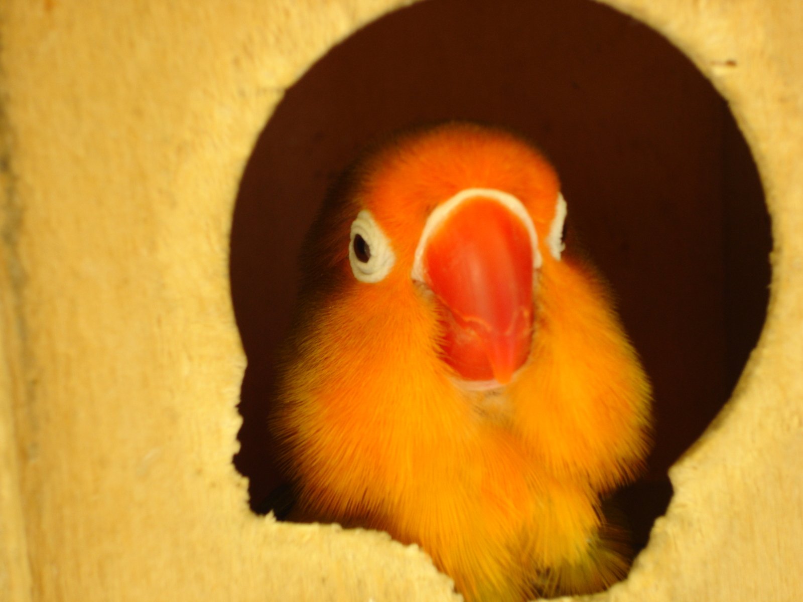 an orange bird with an odd look is peering out of its birdhouse