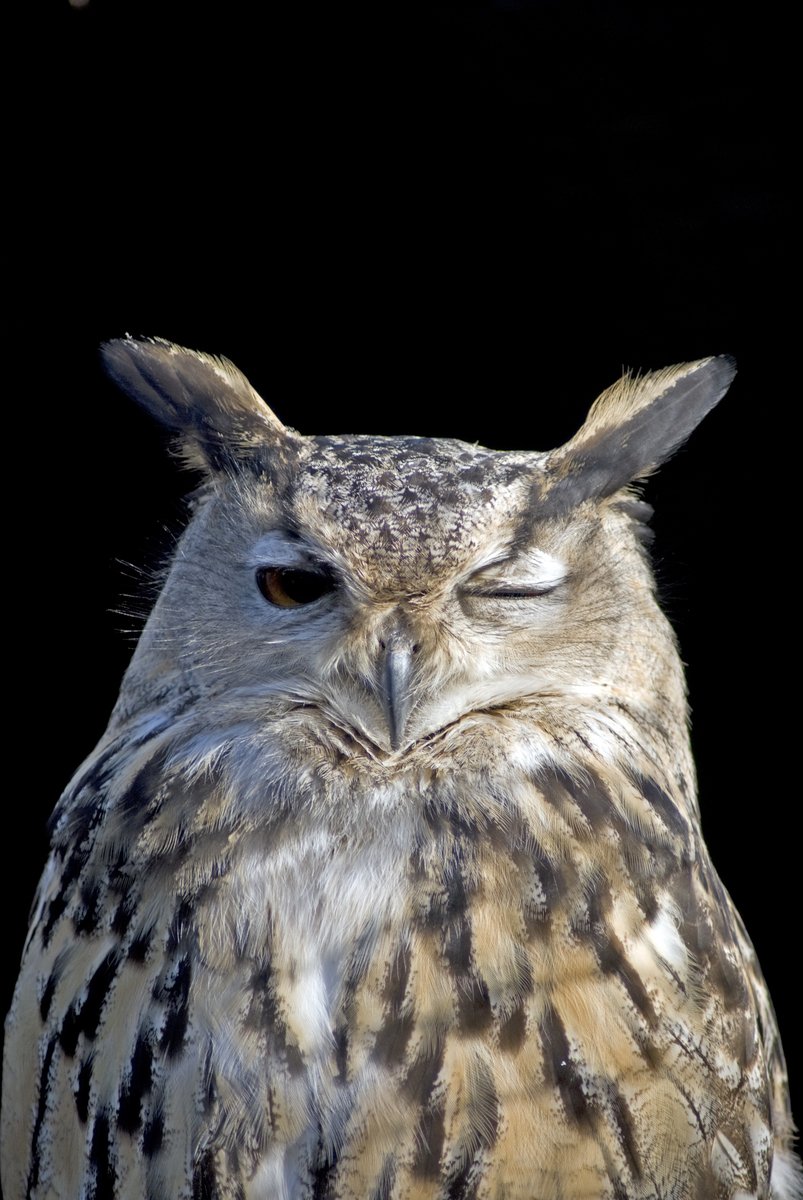 an owl with one eye closed and looking down