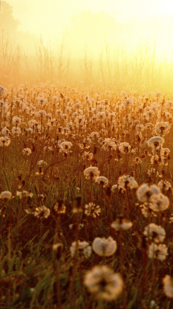 a field full of dandelions under the sun
