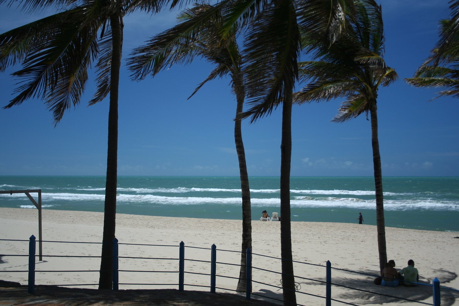 palm trees are lined up along the beach as people swim in the water