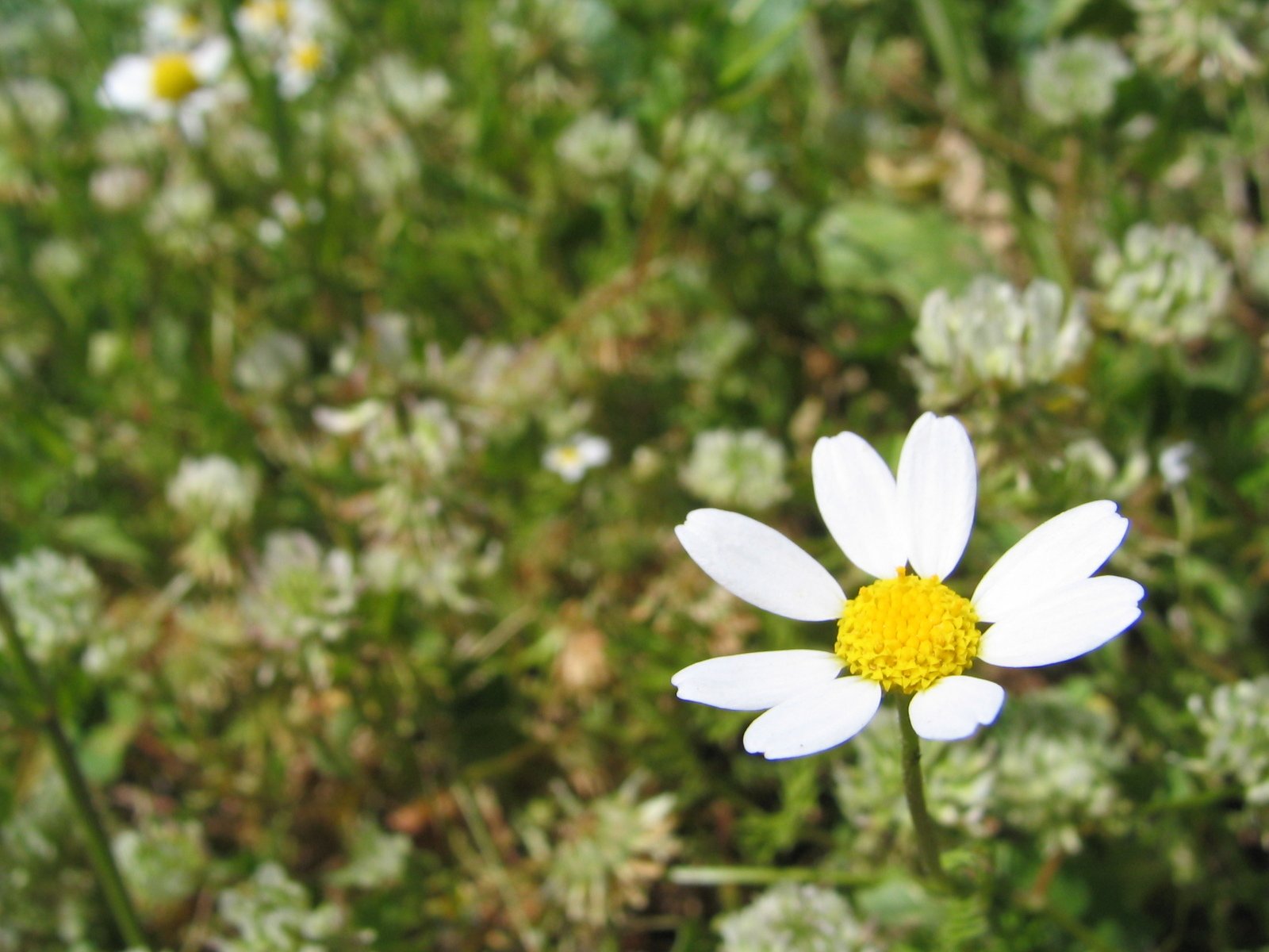 a very pretty white flower with a yellow center