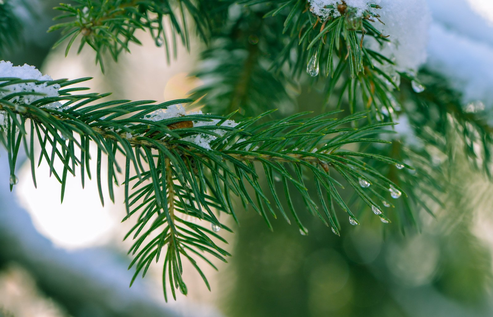 snow and green leaves on nches of tree