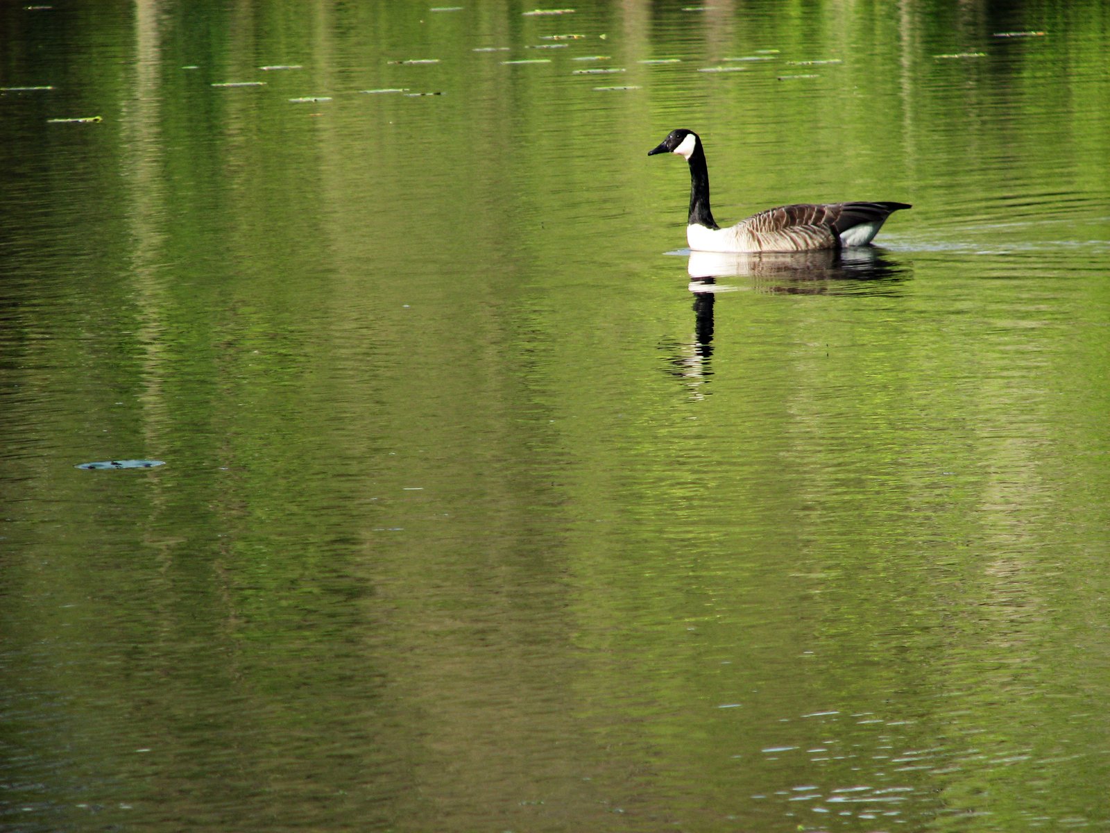 a goose floating in some clear water and some reflections