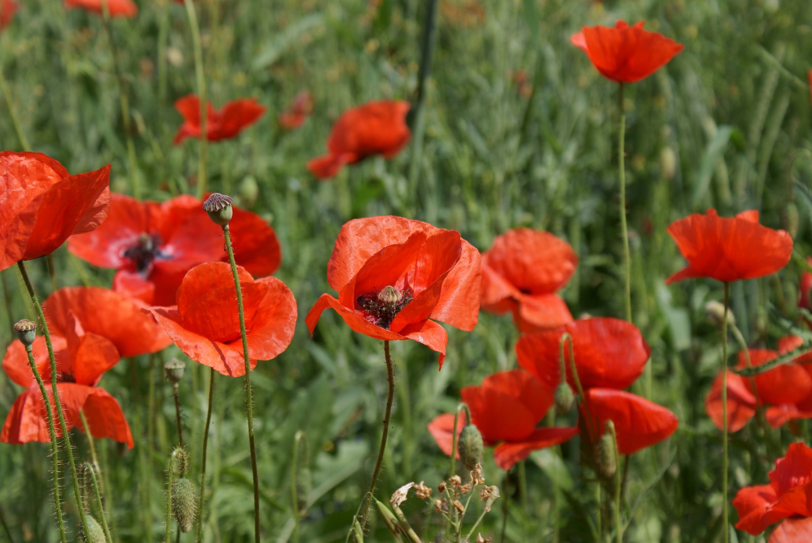 a field filled with red flowers with one bee hovering on the petals