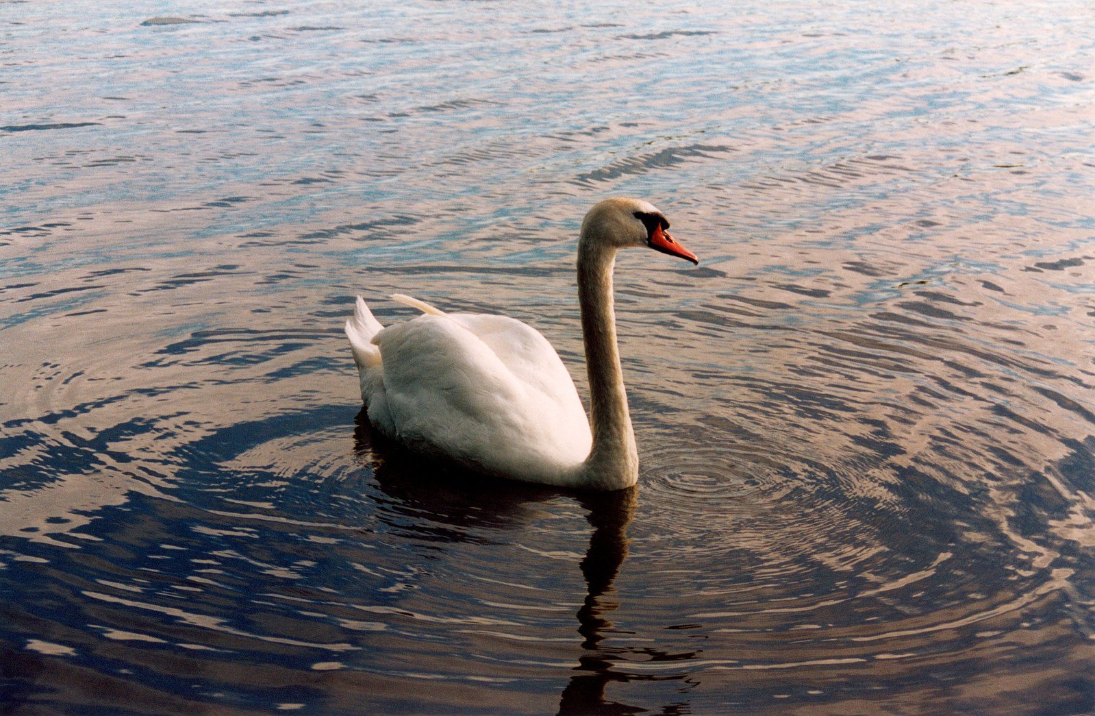 a white swan is swimming in the lake