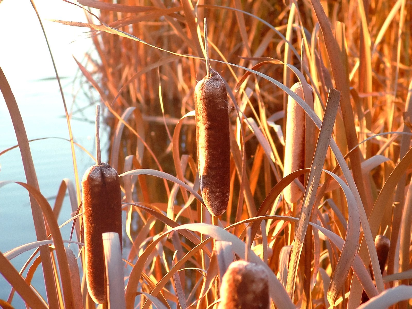 tall grass with ice crystals on it standing in the snow