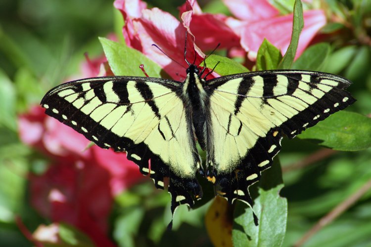 a close up of a erfly on some flowers