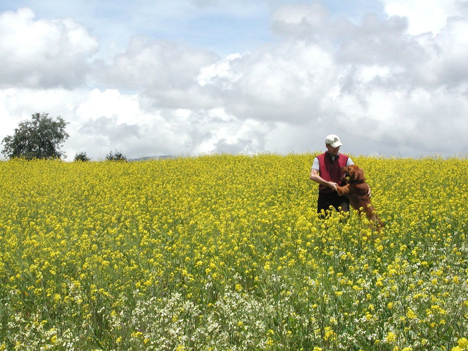 a person is standing in a field of yellow flowers