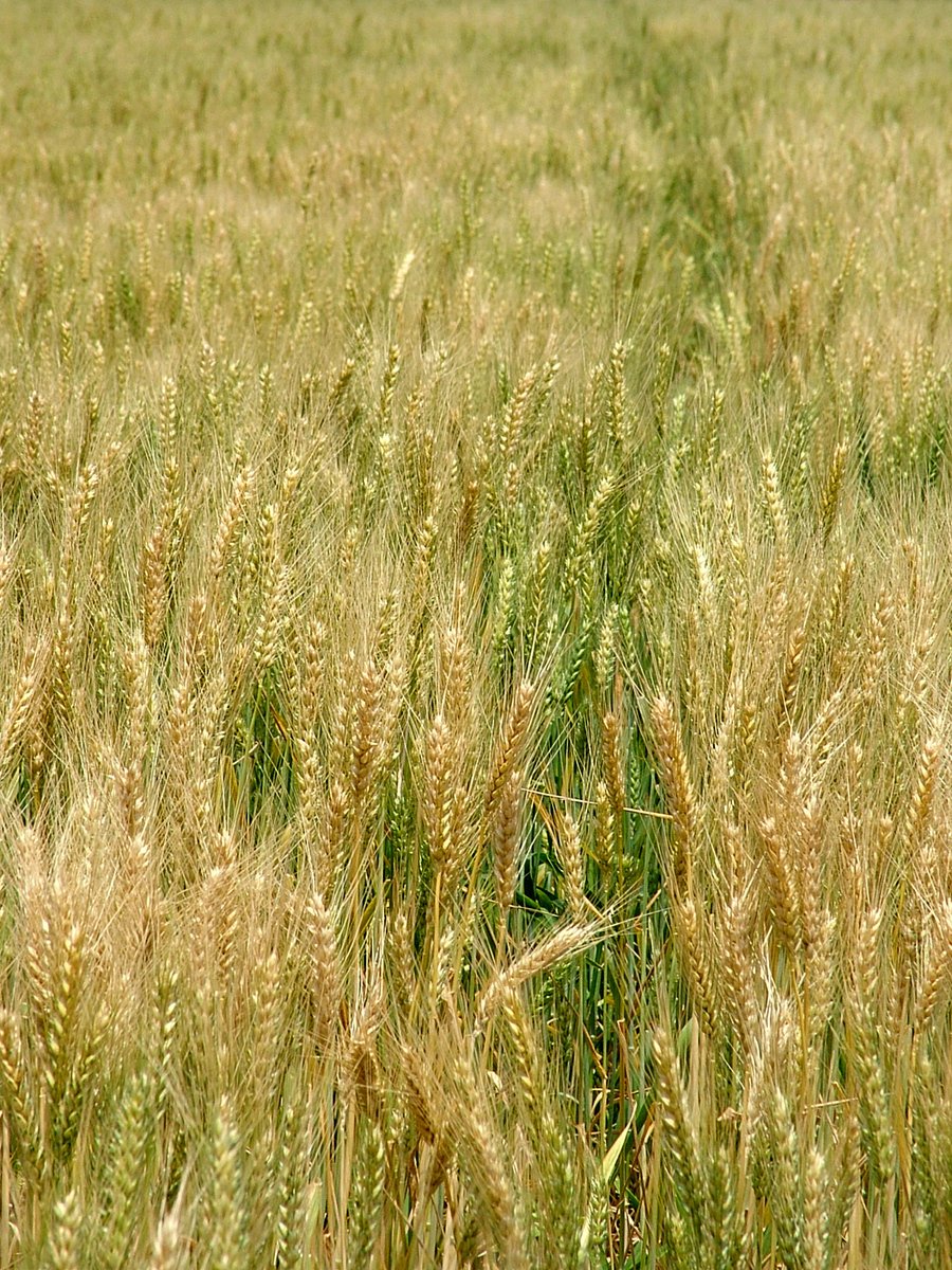 the field of ripe wheat is ready to be harvested