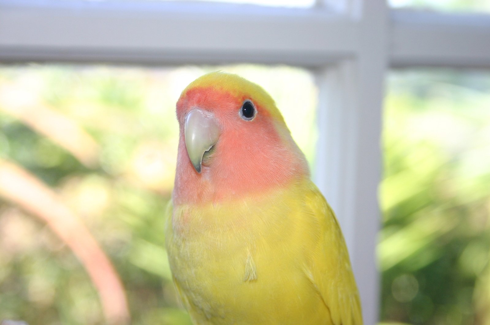 an orange - faced parakeet sits on its perch near a window