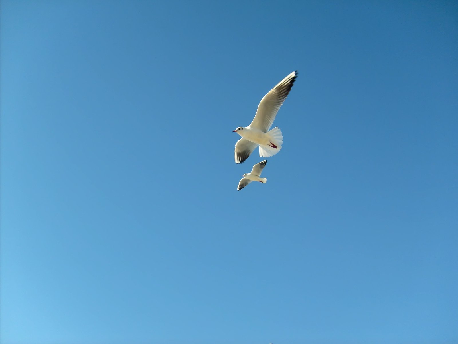 two birds flying in a clear blue sky