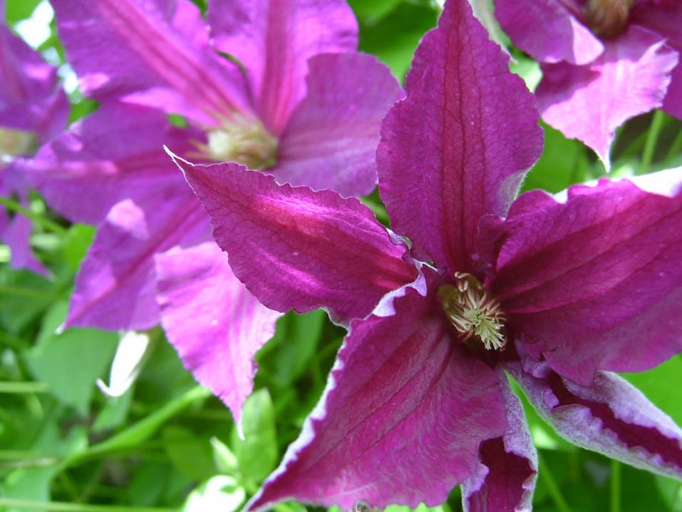 some purple flowers on green leaves and one flower is very large