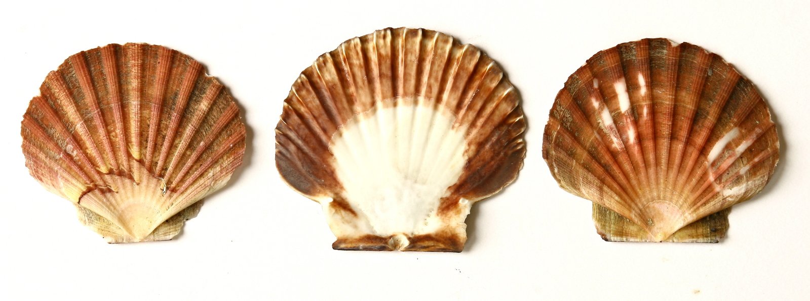 three seashells are set against a white backdrop