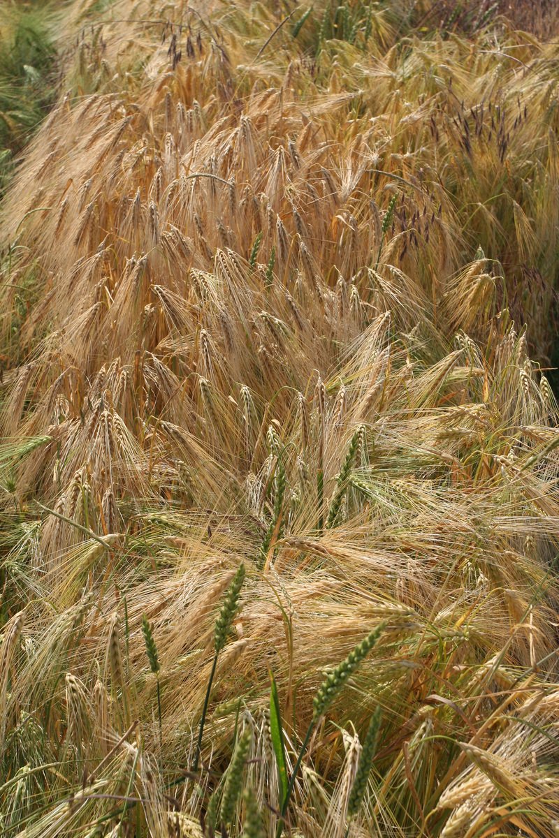 a field of wheat is shown with brown ears