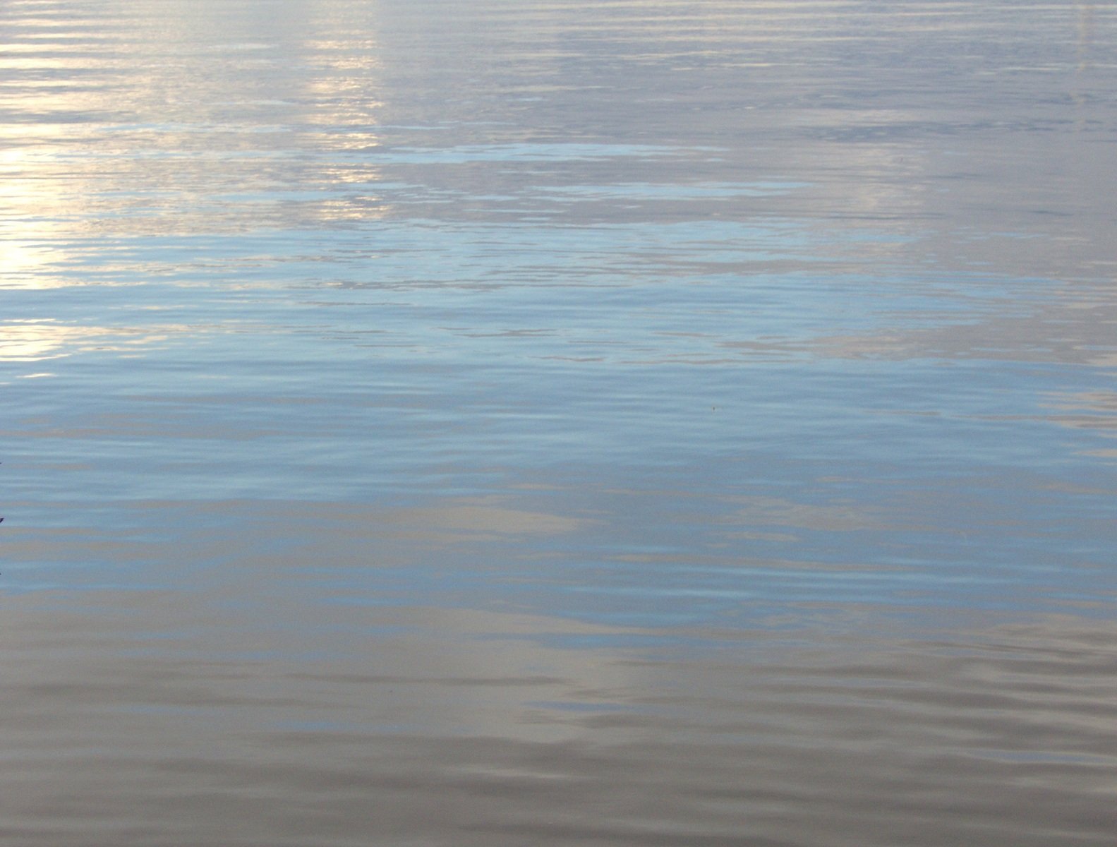 a single seagull sits on the shoreline with a calm water reflection