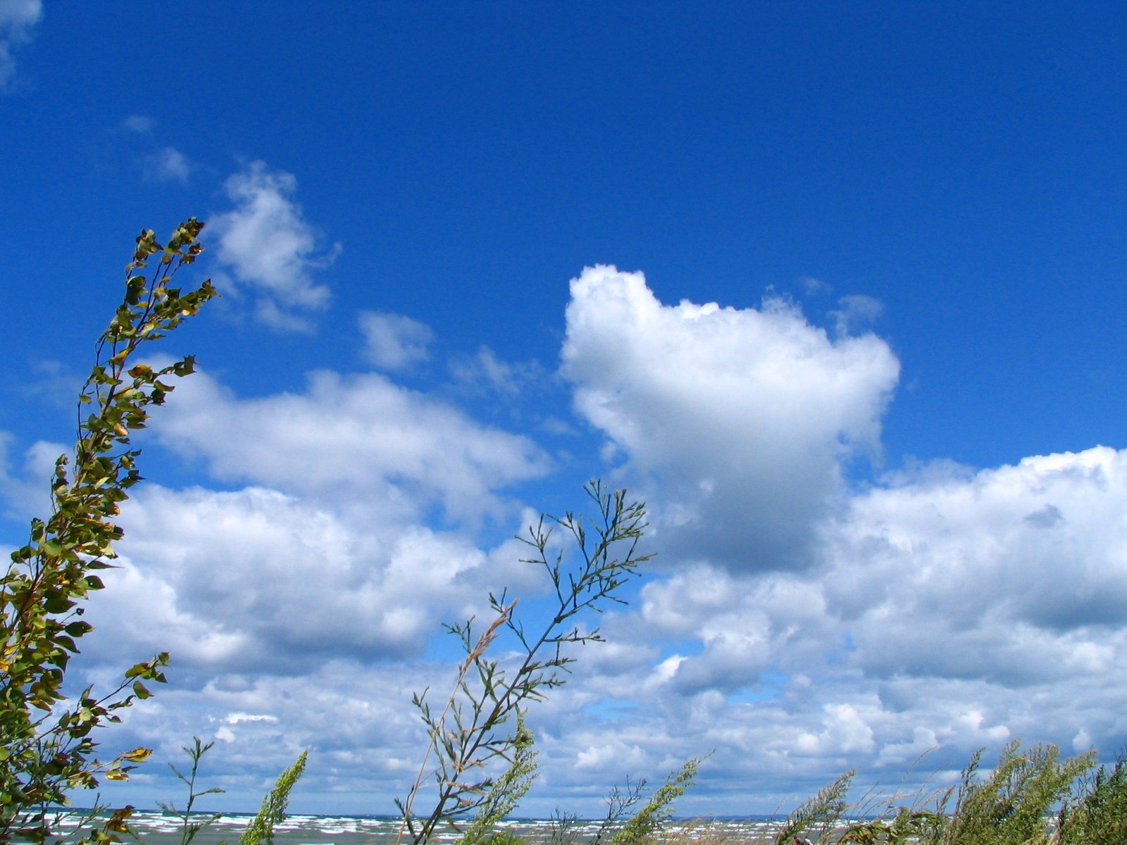 clouds in a blue sky with vegetation growing on the ground