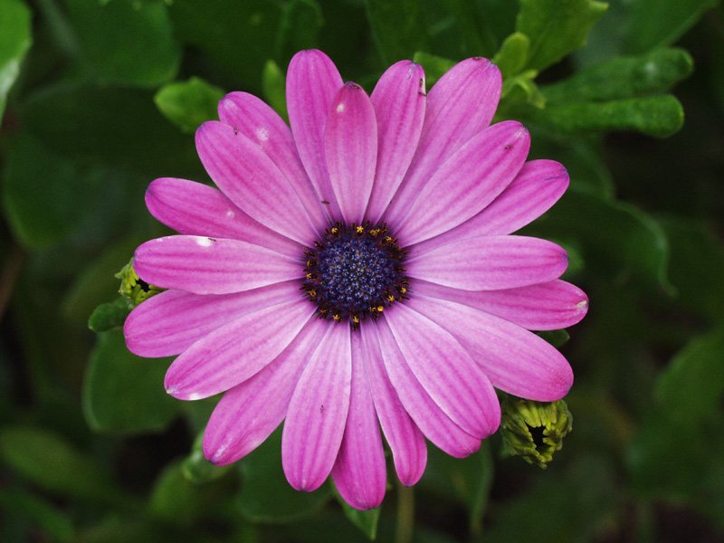 a pink flower with a dark center in its center