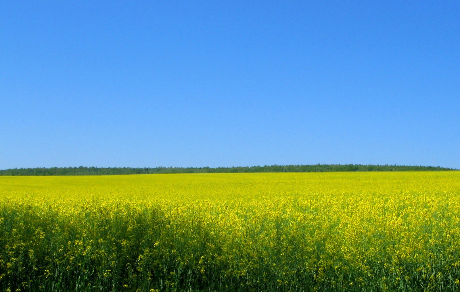 a field of yellow flowers with a clear blue sky in the background