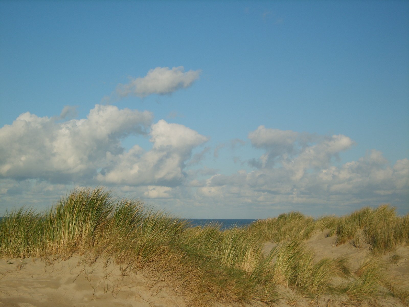 a grassy path leading into the beach in sand