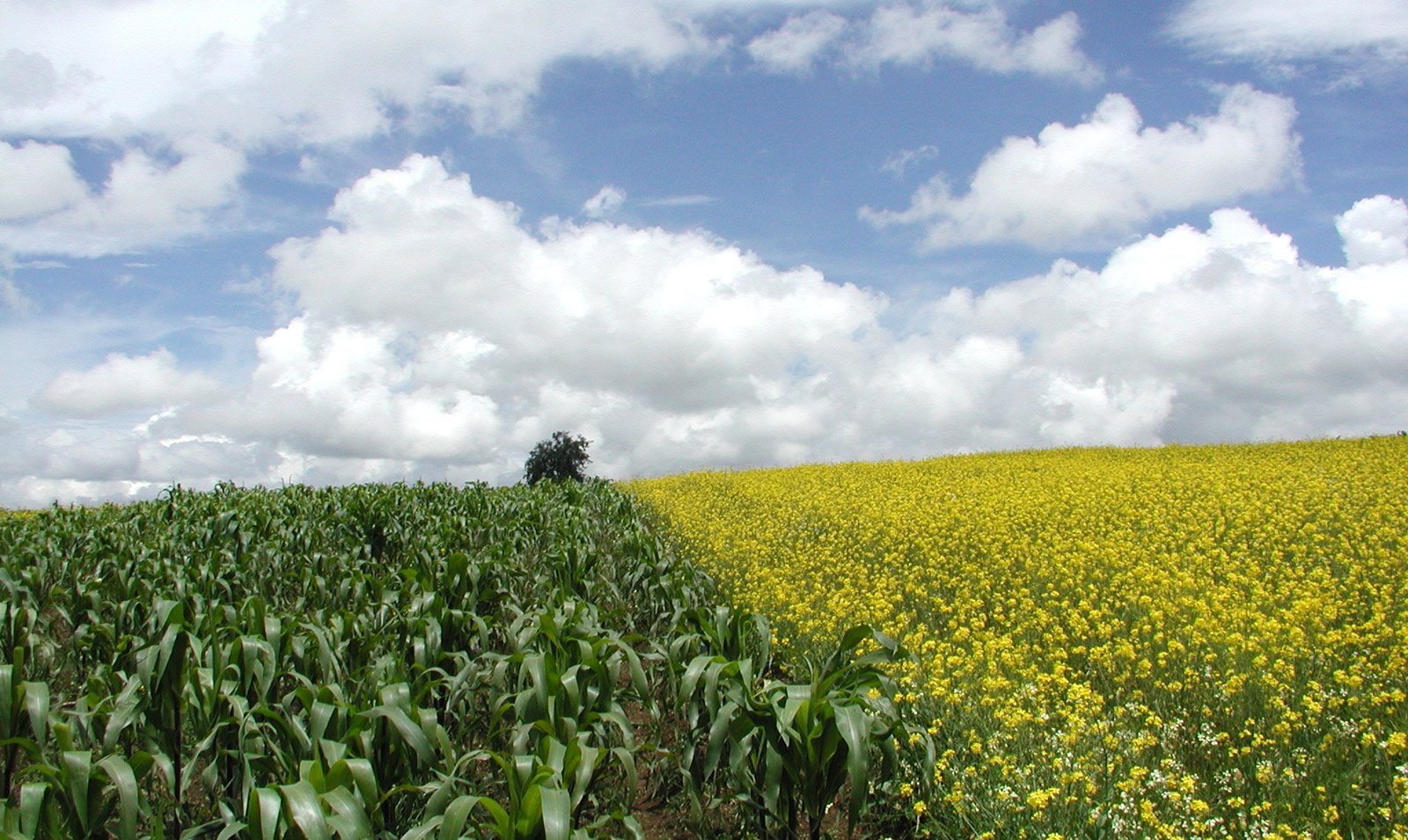 two pos of a field full of yellow flowers