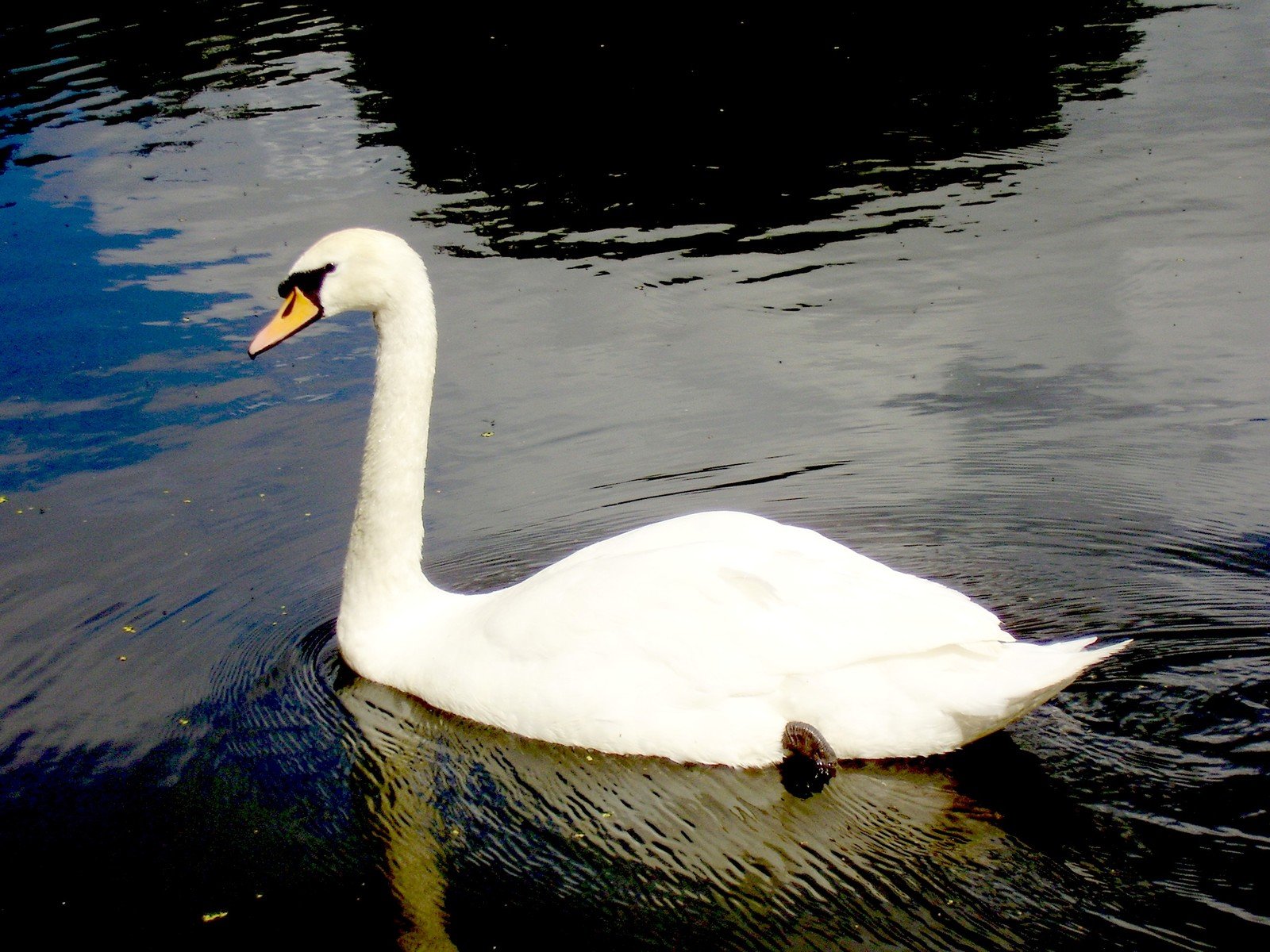 a swan swimming on top of a body of water
