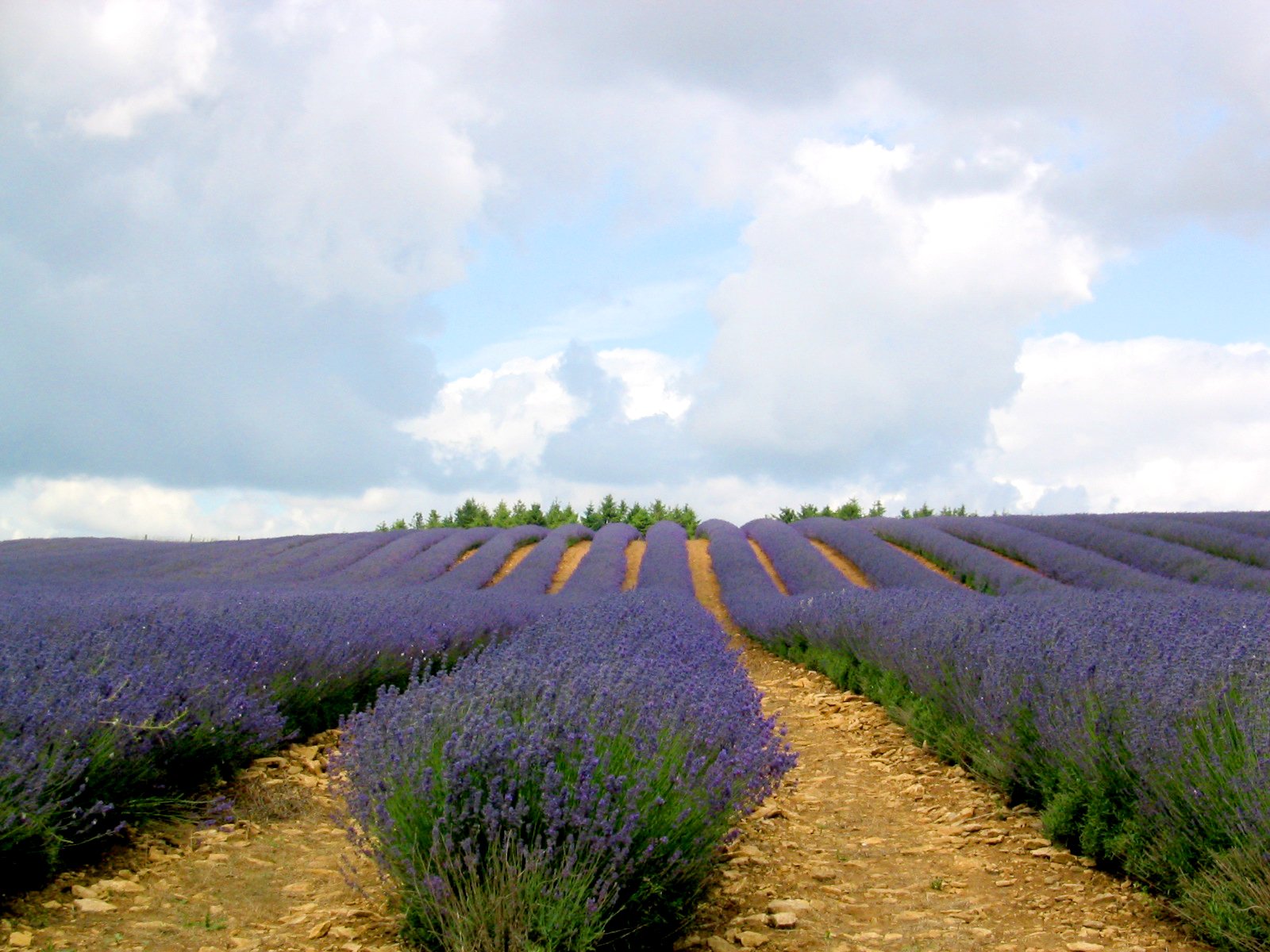 many lavender plants in an expansive field