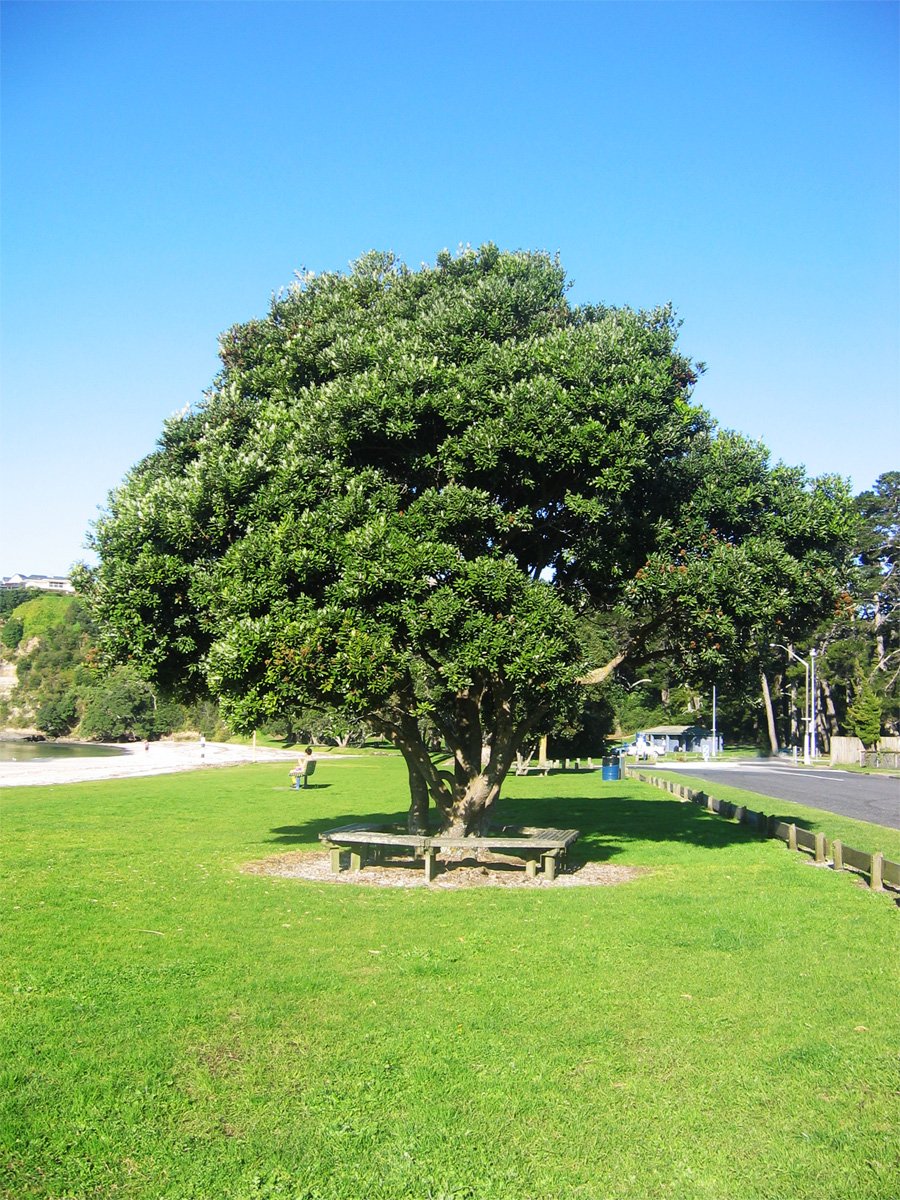 a bench under a large green tree in a park