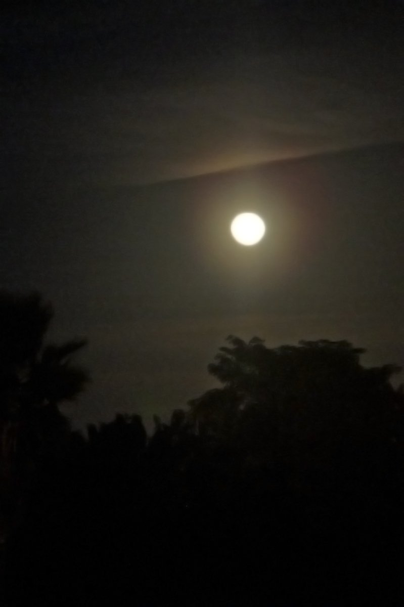 a full moon is seen above some dark trees