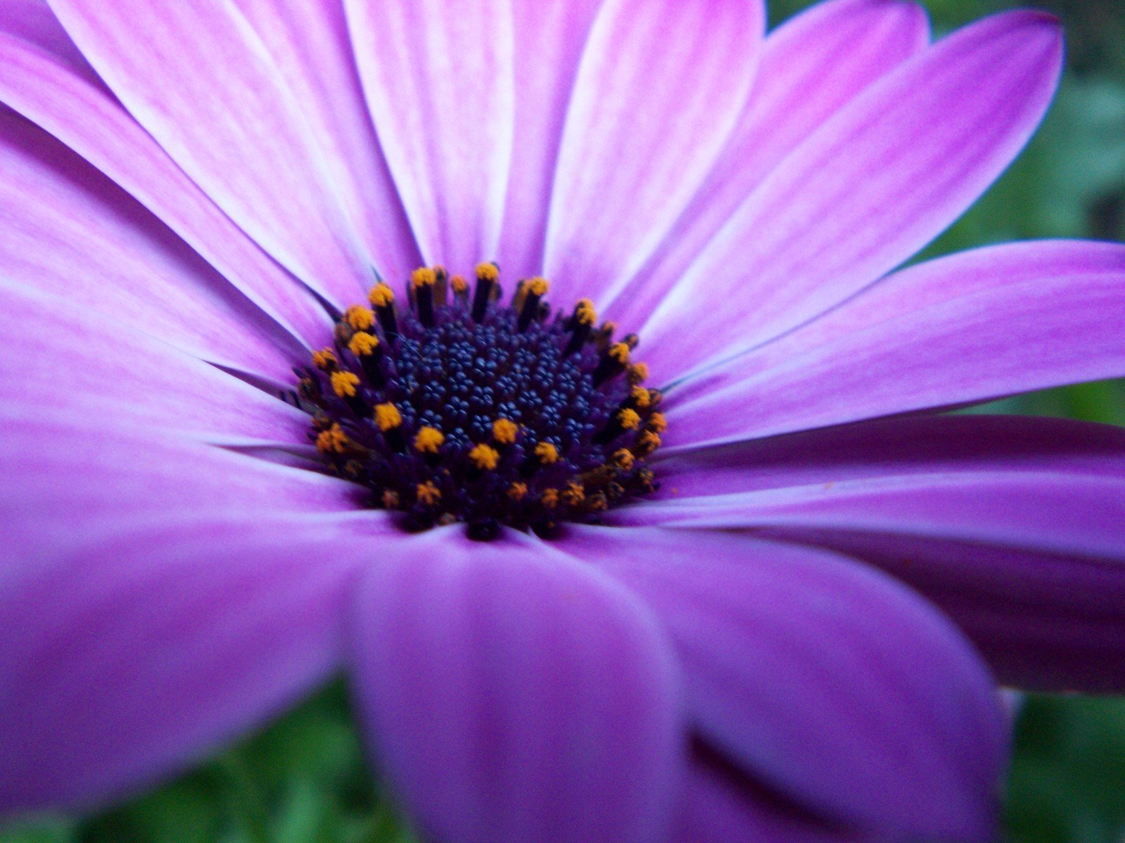 the middle of a purple flower with orange tipped petals
