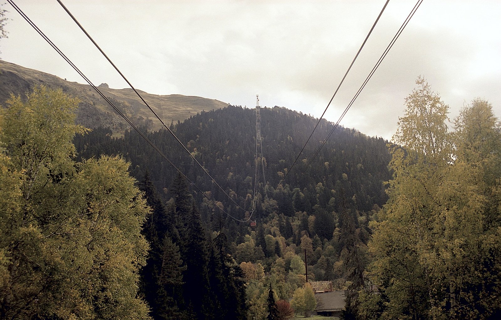 a lush green forest covered in forest under power lines