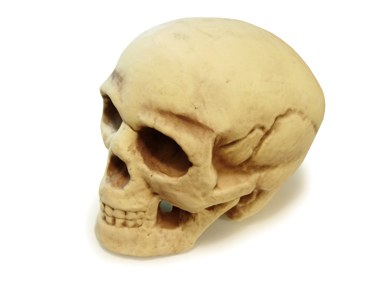 a fake human skull with a missing jaw